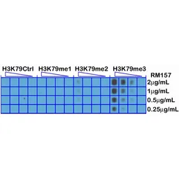 Anti-Histone H3K79me3 (Tri-methyl Lys79) antibody [RM157] used in Dot blot (Dot). GTX60884